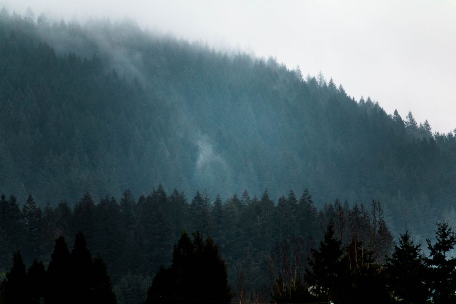 Mist drifting across fir-covered mountain slopes